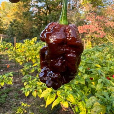 Bismark Chocolate Long - Seeds - The Pepper Pantry (Formerly Marie Sharp's)